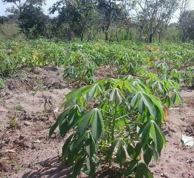 A Sample Banana Farming Business Plan Template