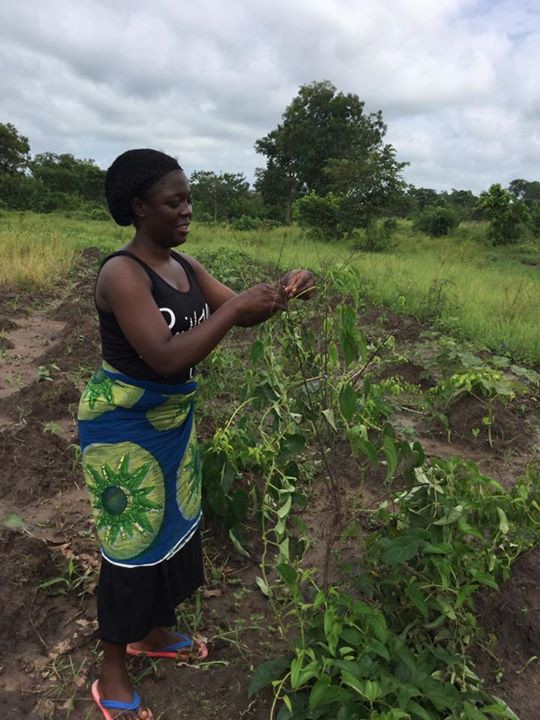 Barr : Benue’s youngest commissioner Mwuese Mnyim Helps Husband On The Farm 