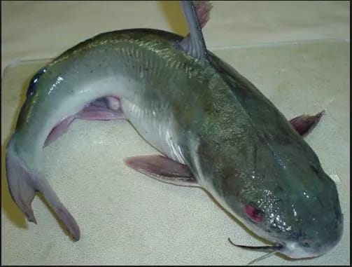 Image result for catfish