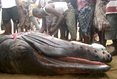 Whale Washes Up on Nigerian Beach 17