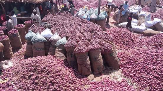 Onion Farmers in Yobe lament Poor Storage Facilities