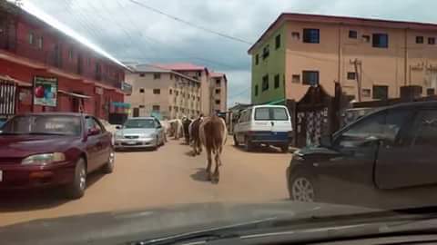 Fulani Herdsmen In Awka Town 1