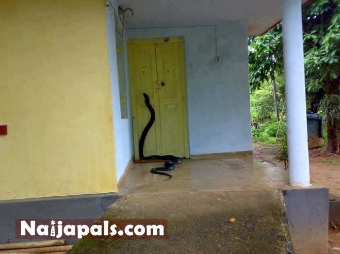  What Would You Do If You Saw This At Your Door?  4484349_aaa3naijapalsdotcom_jpeg452467425a57aad4f8fe38f9bfbfb145
