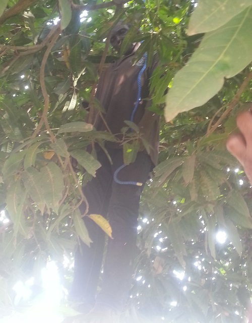 Man Commits Suicide In Awka On A Mango Tree (Graphic Photos) 4485651_20161115143315_jpeg0a7264ac9572a329a900921f24a2edb0