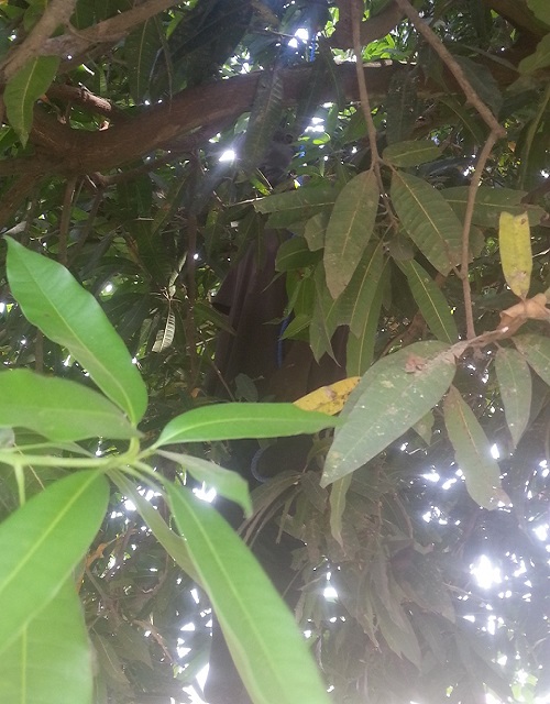 Man Commits Suicide In Awka On A Mango Tree (Graphic Photos) 4485652_20161115143259_jpegf4f94b725dfbf43af7050d857e7fad85