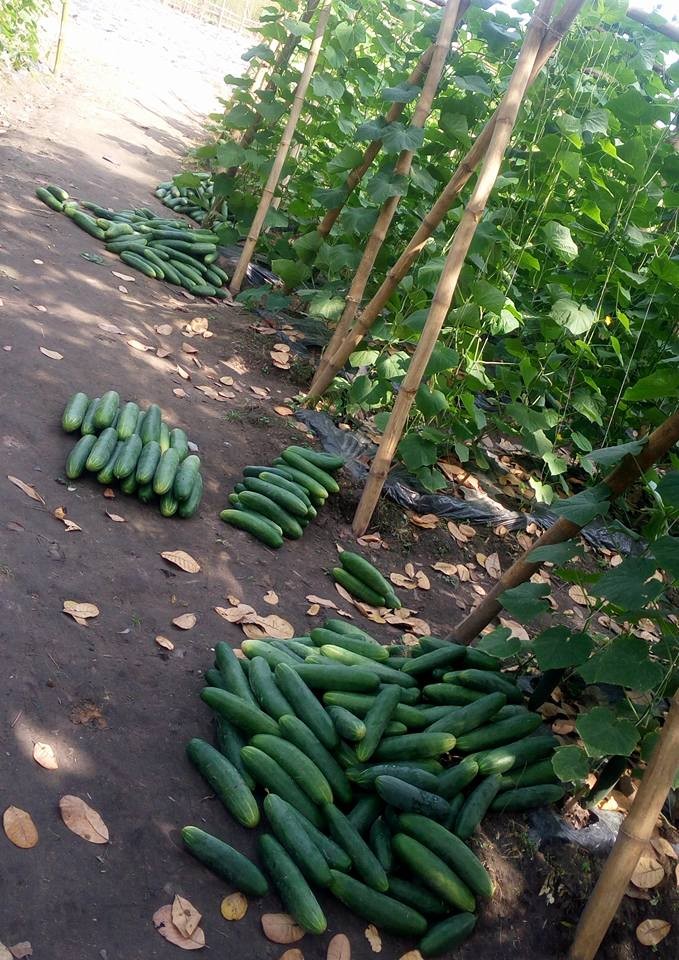 Photos Of Harvested Giant Size Cucumbers By YEN President, Benue State 4489290_z1_jpg5d0f2eea6e0b422f208f7c5810022725