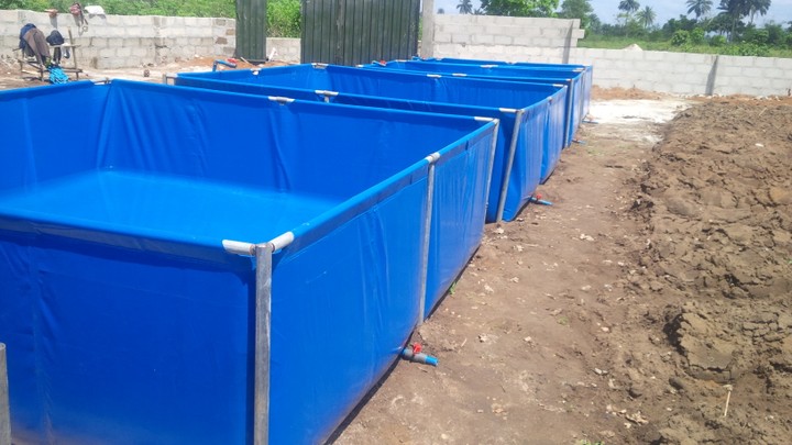How To Start Your Own Fish Farming Business