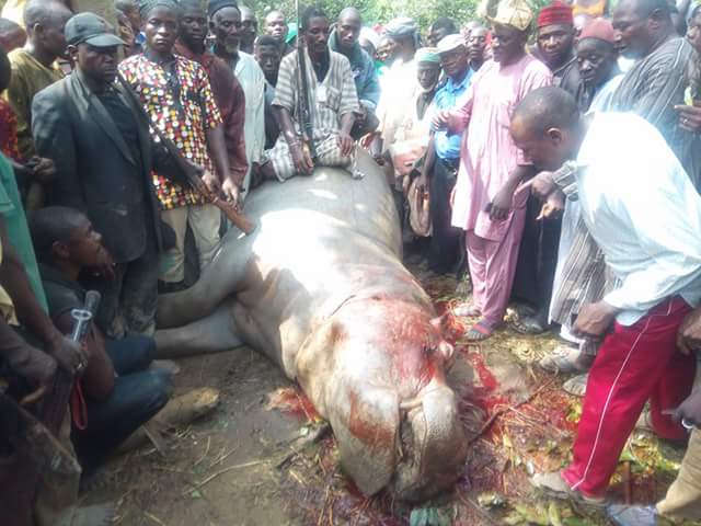 Photos Of Hippopotamus Killed By Hunters In Abuja 4827264_fbimg1486238387408_jpeg75c065275e3690ea50ddc6516366f594