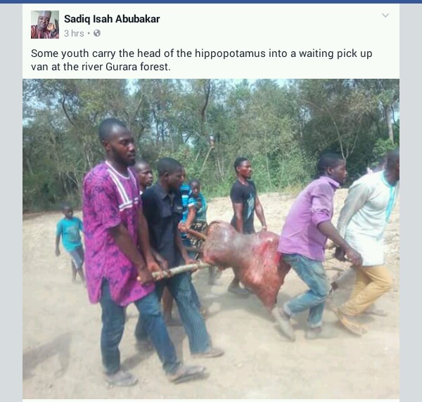 Photos Of Hippopotamus Killed By Hunters In Abuja 4827267_20170204210120_jpegb03a901474a8f7282f9e9ad19b70f939