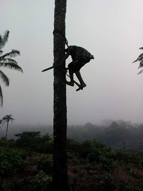 Boy Falls Off Palm Tree And Dies In Anambra (Photo) 5126755_fbimg1491663062119_jpeg928f5453541173046c67f5bb0366e4f0