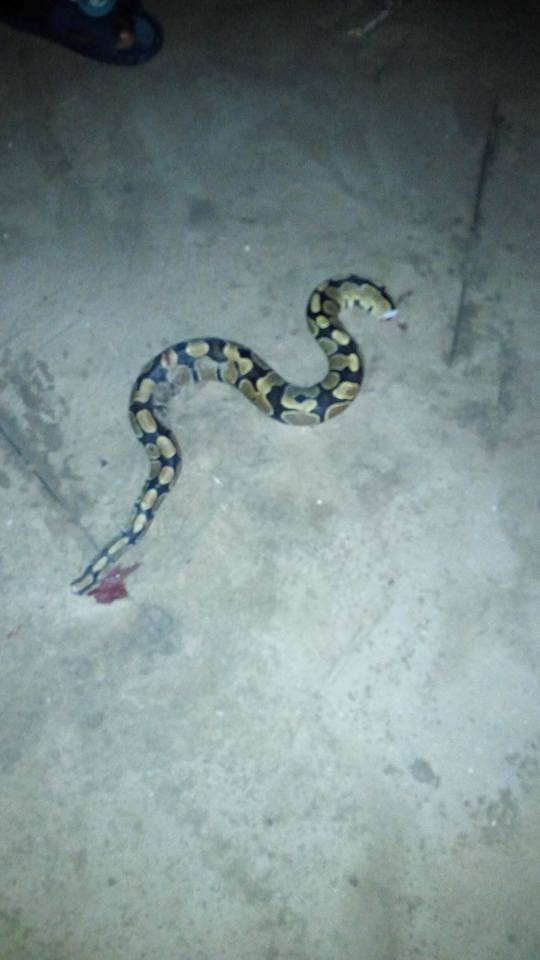 See The Snake My Friend Uncle Killed For Her To Eat (photos) 5363096_18582438174136455615568134448462514980387n_jpgddefa9e902b3246689b0db2ea82a962b
