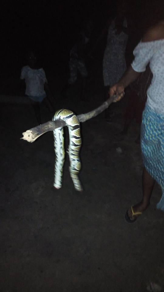 See The Snake My Friend Uncle Killed For Her To Eat (photos) 5363097_1862036317413692028218836718966556049666140n_jpgc936a85b4581596e4eb04e20ecff4551