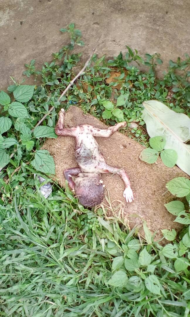 Premature Baby Dumped At Akanu Ibiam Federal Polytechnic Unwana Female Hostel 5395535_img20170528wa0000_jpeg29acfe2a78fa7826b687113494a01ee0