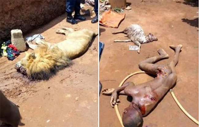 Lion Kills A 14 Years Old Schoolboy In Benin’s Private Zoo. 6839499_calb3449f8d124bf5d91e04a2f613de207f6365fa3c8acafjpg_jpegd3ea1e2f188ed308754b4b17eae6b937