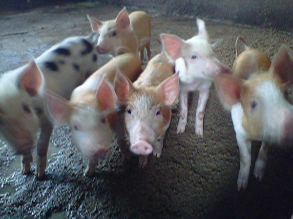 pig farming business plan in nigeria lagos