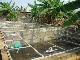 New Gnld Product For Fish Farming ( Super Gro ) - Adverts ...