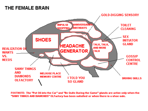 The Female Brain Areas