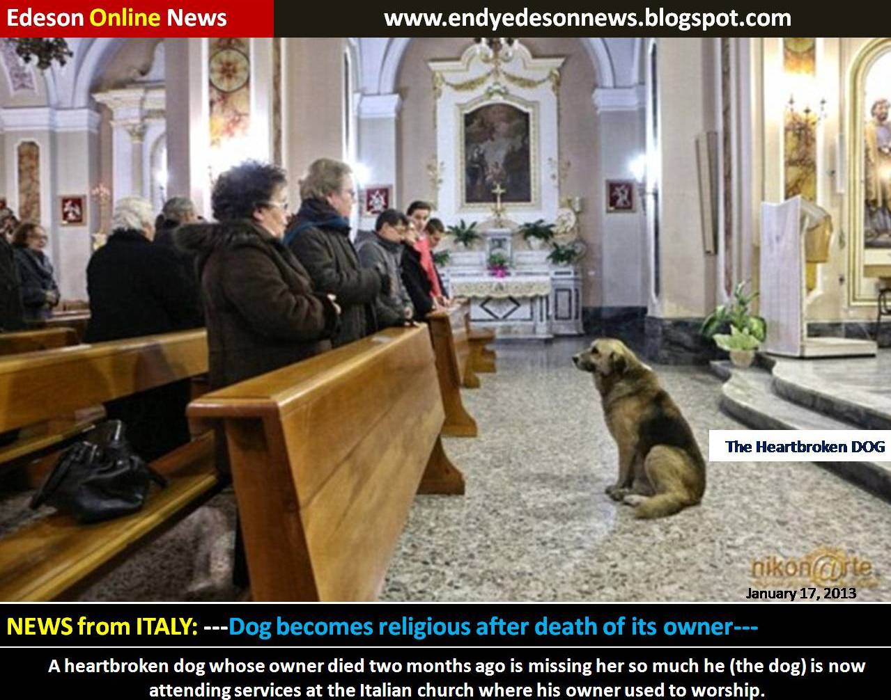 Dog Becomes Religious After Death Of Its Owner - Religion ...