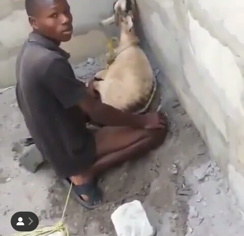 Man fuck goat