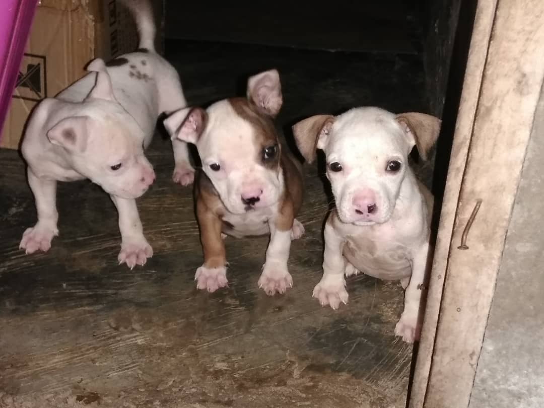 Pitbull Pups For Sale Pets Nigeria