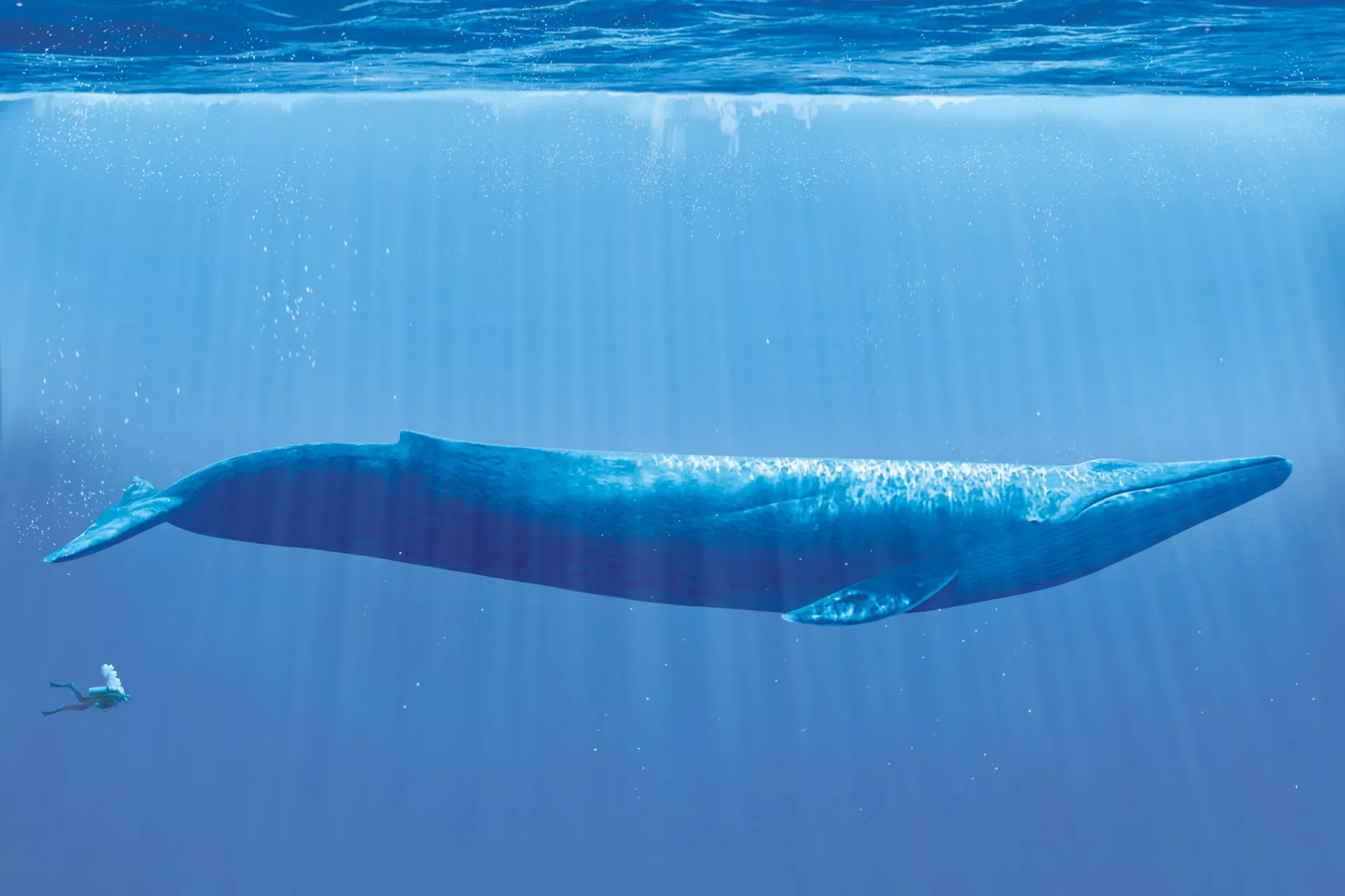 Масса синего кита достигает. Голубой кит Balaenoptera musculus. Голубой кит блювал. Синий кит (голубой кит). Голубой кит в Антарктиде.