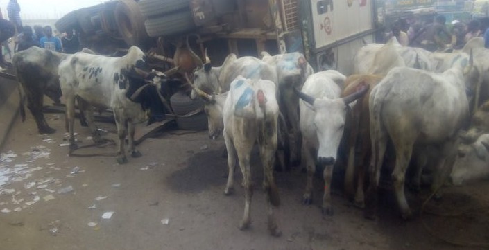 Many Cows Dead As Lorry, Passenger Bus Collide In Lagos [photo]