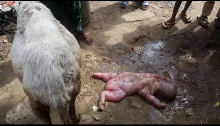 Tension In Kano As Sheep Gives Birth To Human Being - Culture - Nigeria