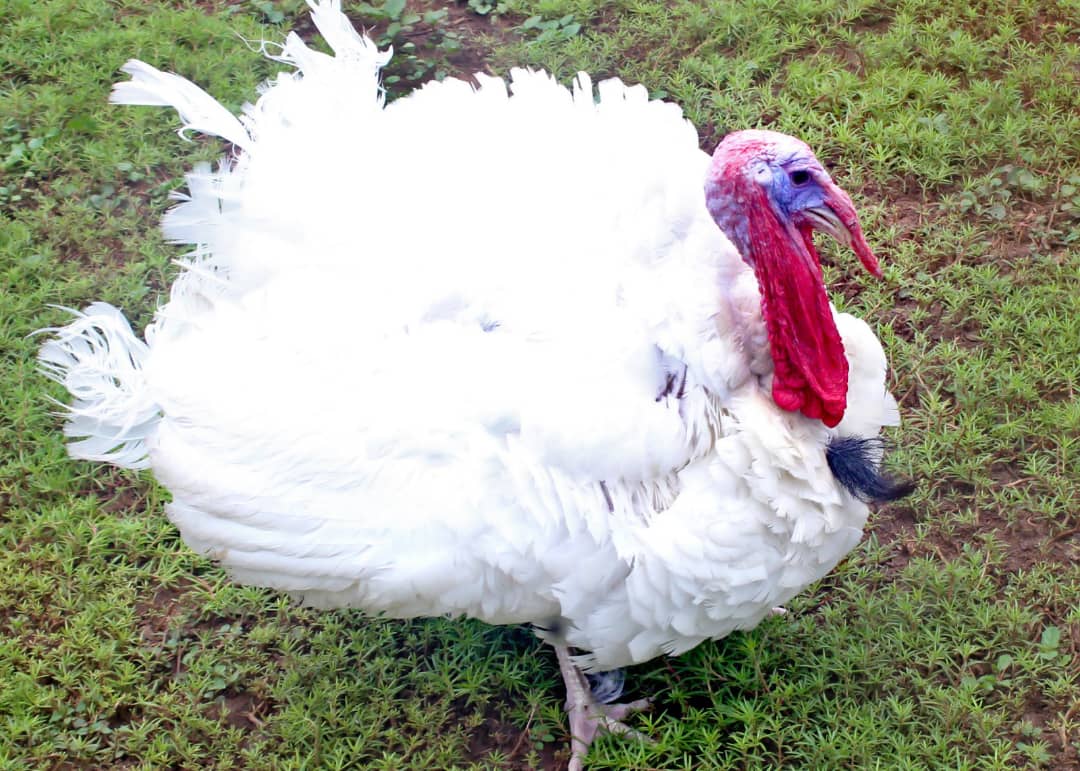Live Turkey For Sale - Agriculture - Nigeria