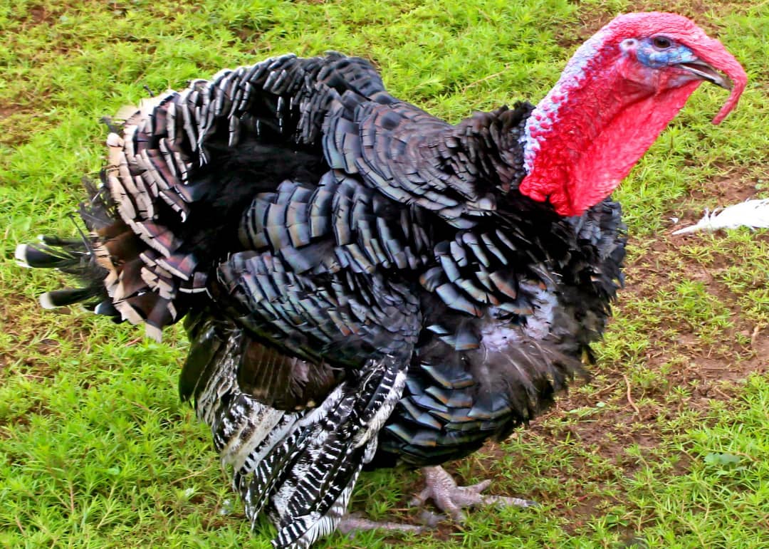 Live Turkey For Sale Agriculture Nigeria