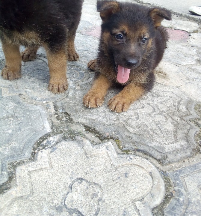 Quality German Shepherd Puppies Now Available For Sale - Pets - Nigeria