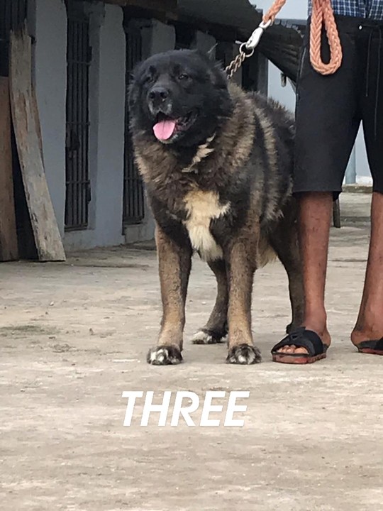 Dog for sex in Lagos