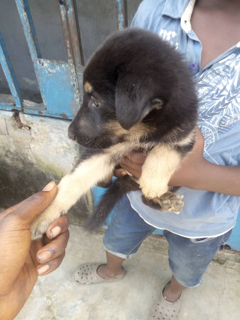 Get Your Puppy Now - Pets - Nigeria