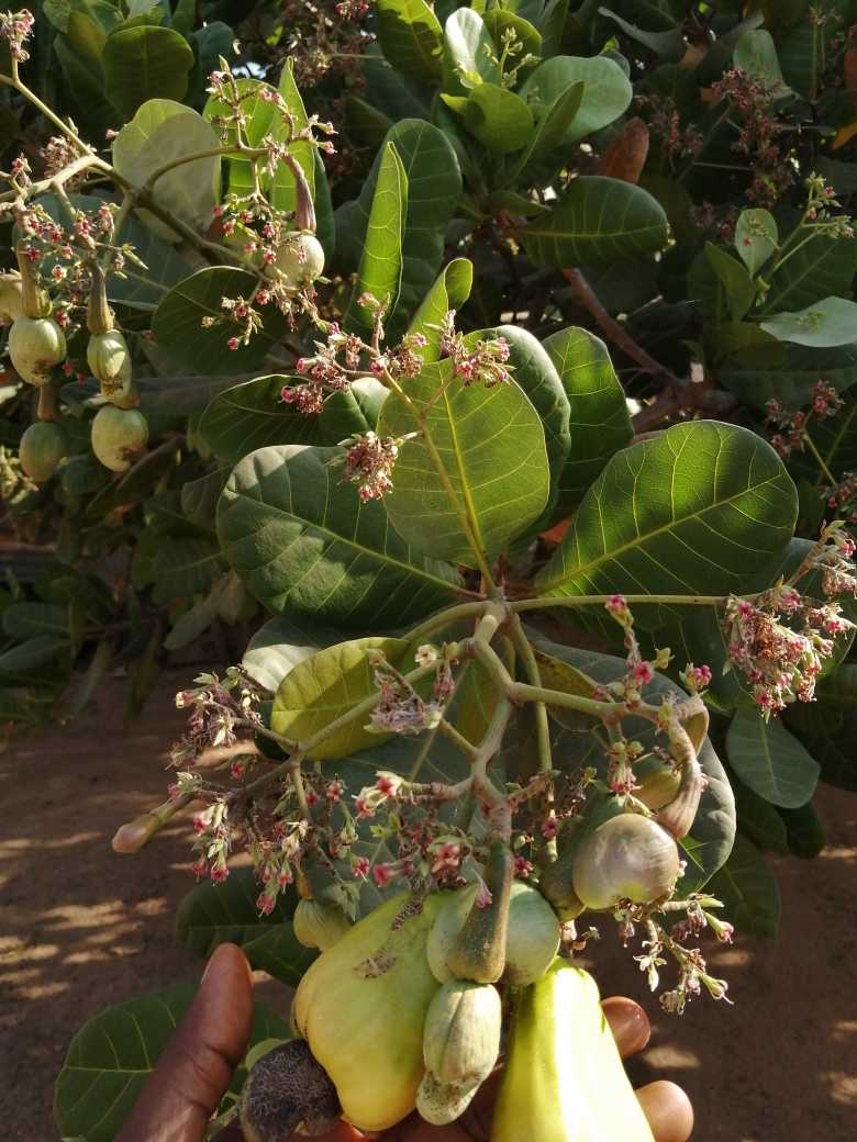Hybrid Cashew Seedlings & seed (medium n Brazilian Jumbo) is available ...