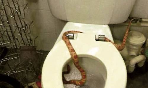 Pregnant Woman Loses Her Mind After Finding A Snake In The Toilet “I Just  Peed”