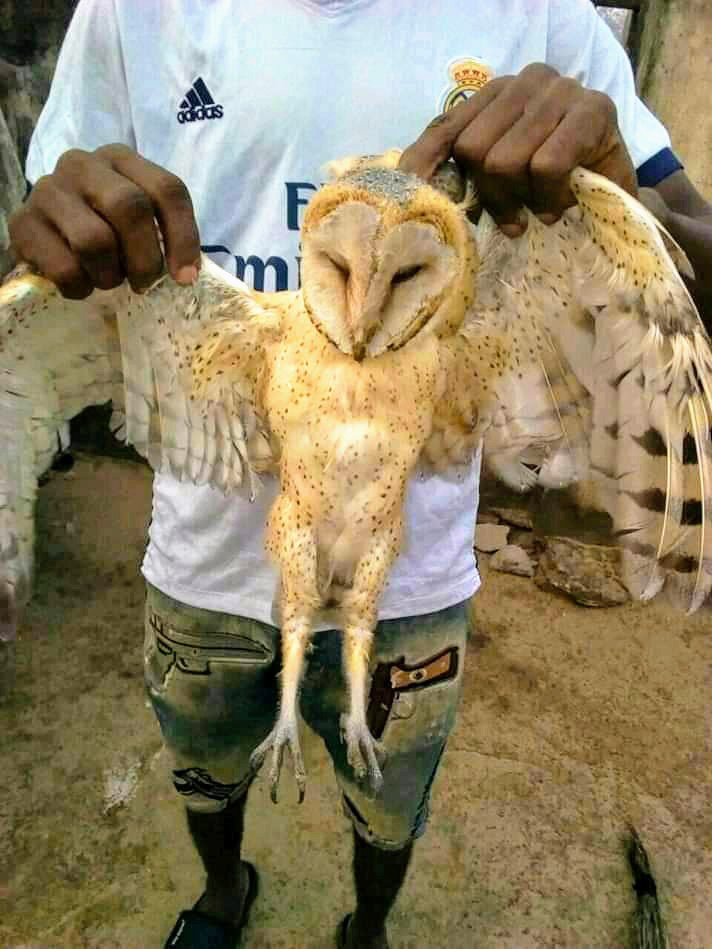 Image result for owls in nigeria