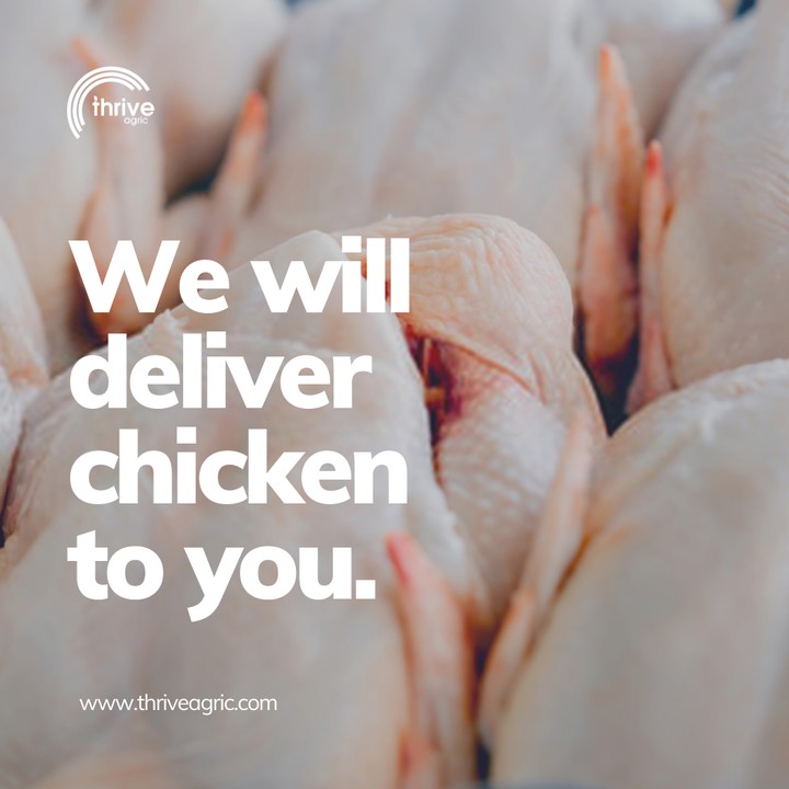 frozen chicken business plan in nigeria
