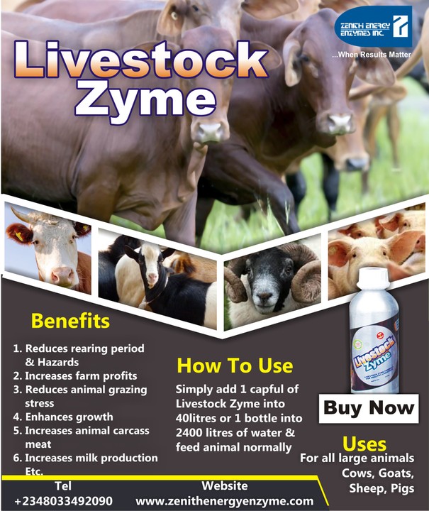 Reducing Feed Cost For Cattle, Sheep And Goat. This Is How - Agriculture -  Nigeria