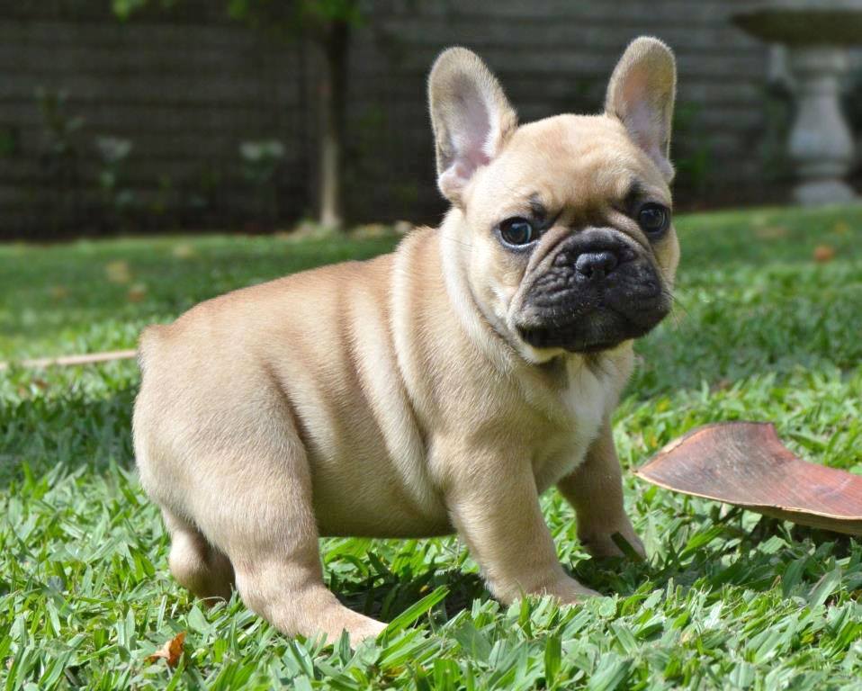 Teacup French Bulldog For Sale Near Me Online, 58% OFF | empow-her.com