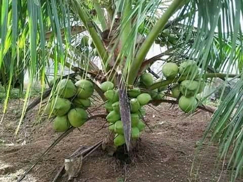 Introducing The Dwarf Coconut Available For Sale - Agriculture - Nigeria