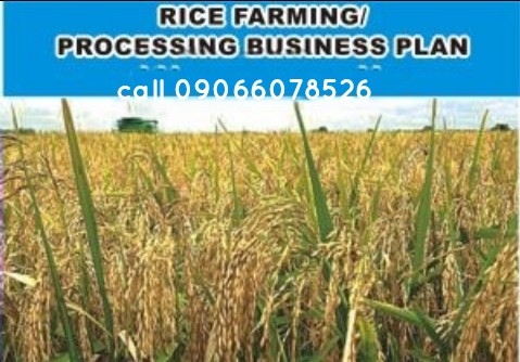 business plan for rice farming in nigeria