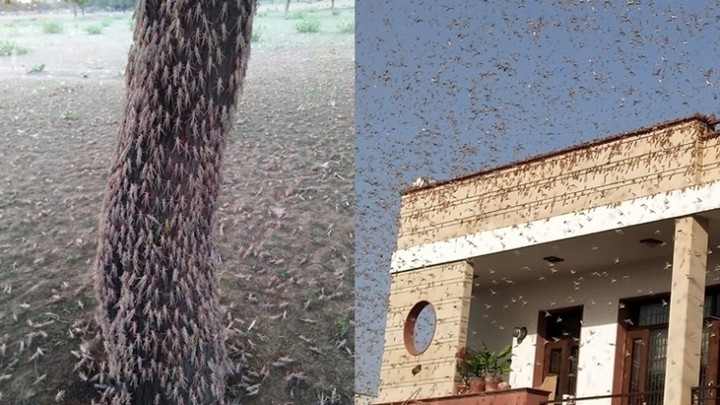 Millions Of Locusts Attack Residential Areas In India Turning Sky ...