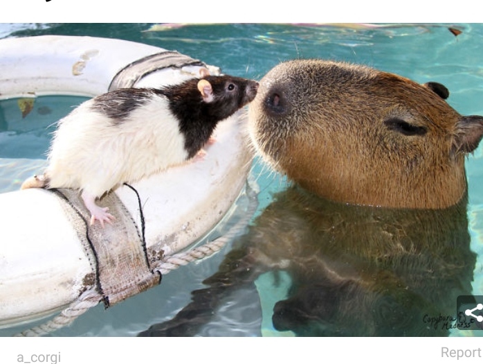 Meet Capybara, The Friendliest Animal On Earth - Education - Nigeria