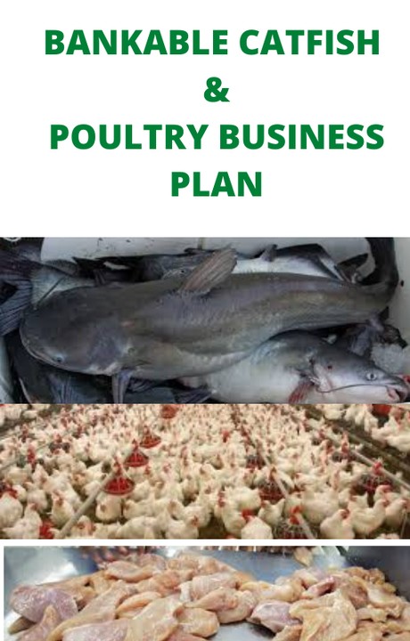 business plan for catfish farming in nigeria