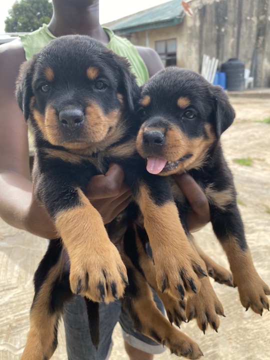 Female Rottweiler Puppies Available For Sale - Pets - Nigeria
