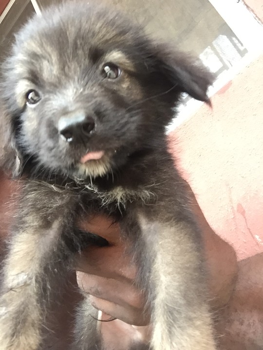 German Shepherd Puppies For Sale (#45k) - Pets - Nigeria