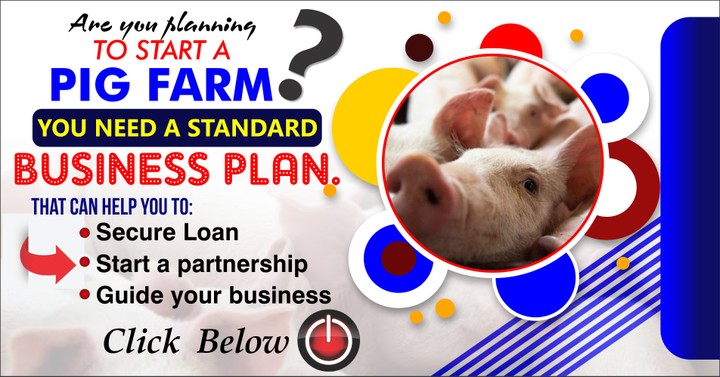 business plan of pig farming pdf
