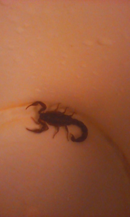 Found This Scorpion Inside My Room (photos) - Health - Nigeria