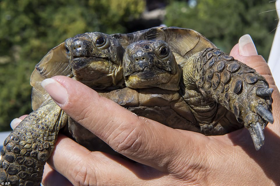 Two Headed Turtle And Museum Mascots Turn 23 Years Old (pics) - Pets - Nair...