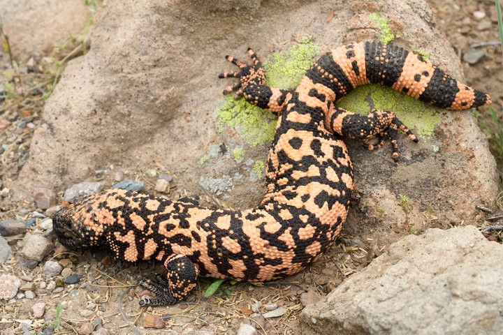 12 Animals That Can Stay Without Food For A Long Time 12110618_gilamonster_jpegbd22b6cfdd7db67eaed9b4d05108f303