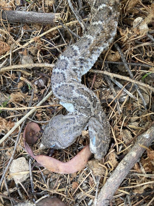 Rare Mutant Two-Headed Rattlesnake Found In Arizona, US (Photos